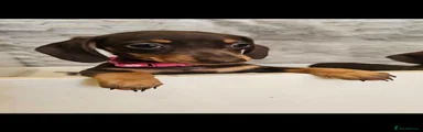 Miniature Dachshund 3 Pink collar ( muffin )