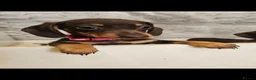 Miniature Dachshund dogs for sale:  Ready now dachshund puppies  - Advert 8