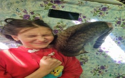 Mixed Breed cats for adoption: TOM a friendly & proud boy who needs a Loving Home - Advert 25