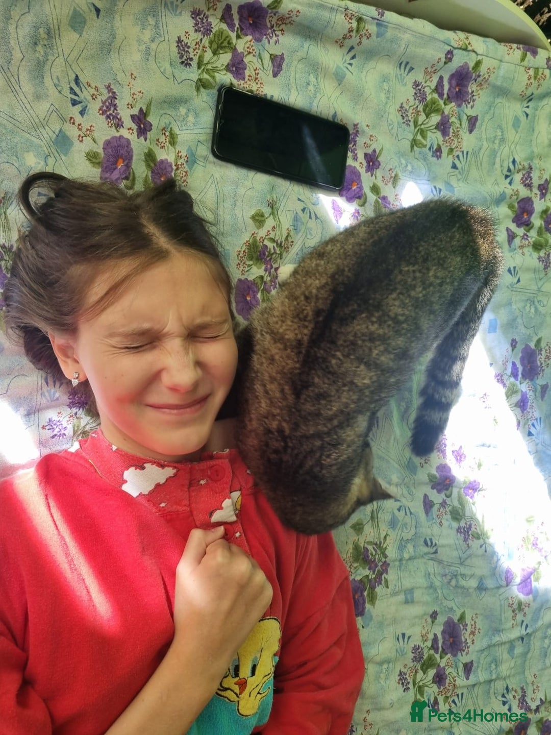 Mixed Breed cats for adoption: TOM a friendly & proud boy who needs a Loving Home - Advert 25