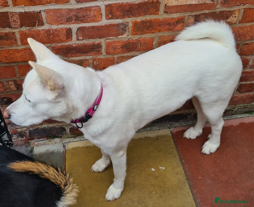 Huskita dogs for sale: Husky/akita 1.5 years old - Image 4
