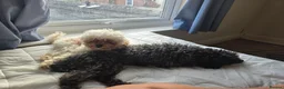 Cockapoo dogs for sale: Black toy poodle puppy - Advert 6
