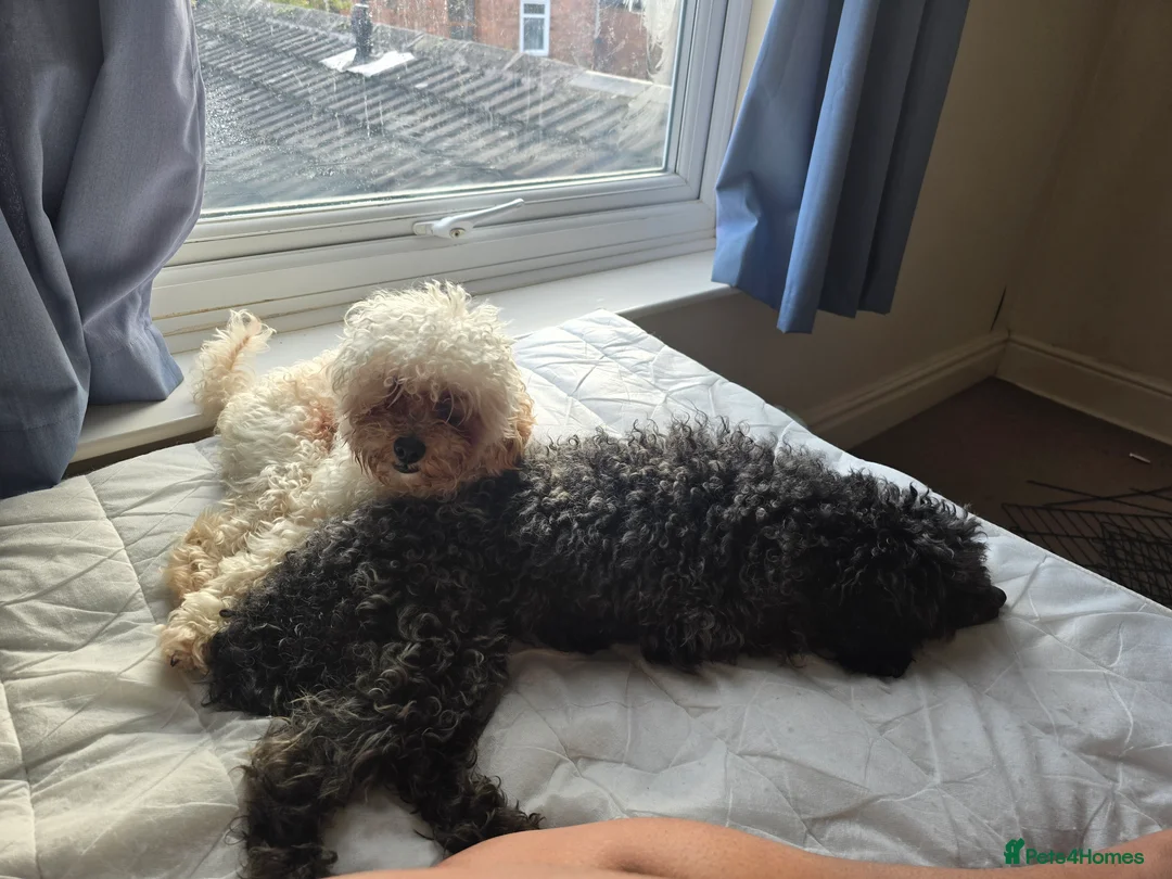 Cockapoo dogs for sale: Black toy poodle puppy - Advert 6