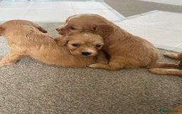Cavapoo dogs for sale: Wonderful beautiful f1 champagne cavapoo babies  - Image 17