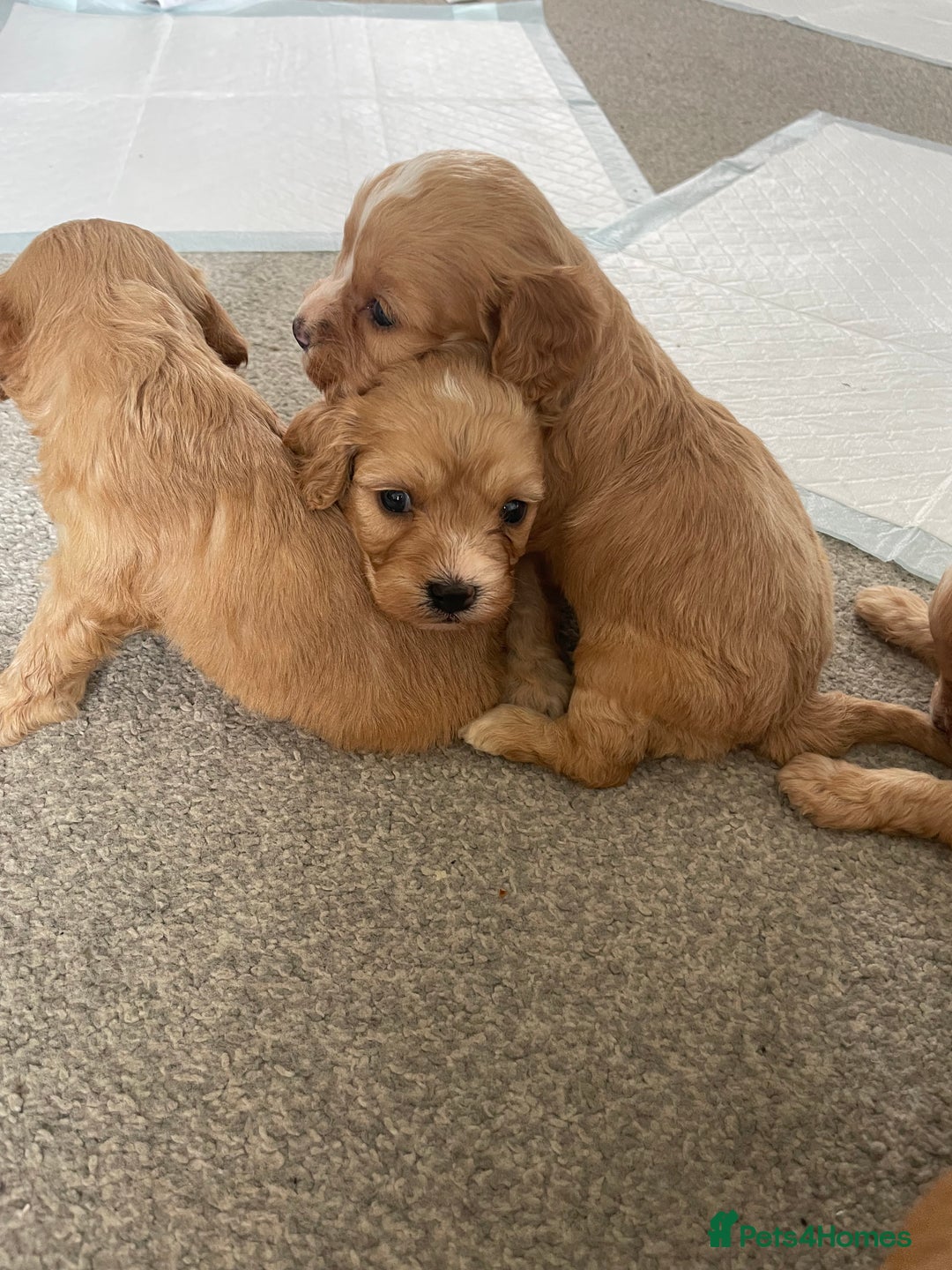 Cavapoo dogs for sale: Wonderful beautiful f1 champagne cavapoo babies  - Image 17