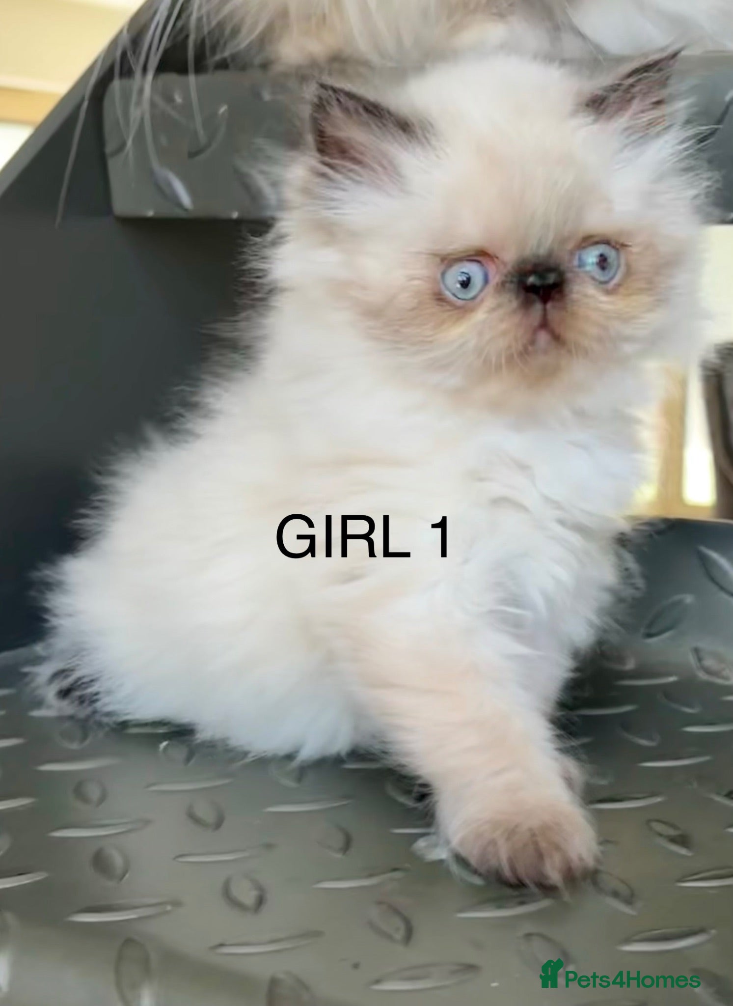 Persian cats TWO BEAUTIFUL GIRLS READY FOR RESERVE!!! - Advert 2