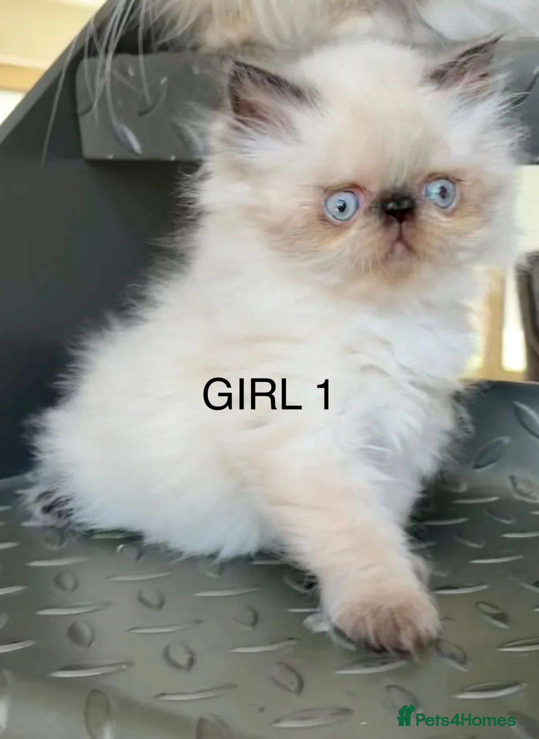 Persian cats for sale: ONE BEAUTIFUL GIRL LEFT!!! - Advert 2