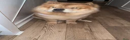 Chow Chow dogs for sale: Beautiful Chow Chow Loving Experienced Home Wanted - Advert 3