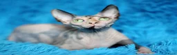 Sphynx cats for sale: Sphynx Cat for Sale  - Advert 1