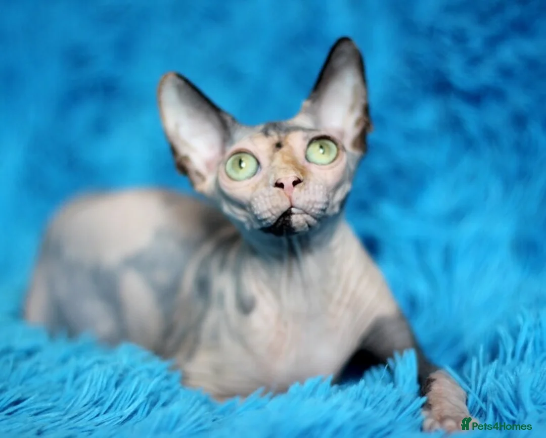Sphynx cats for sale: Sphynx Cat for Sale  - Advert 1