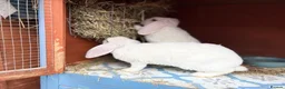Mini Lop rabbits for sale: Very friendly Mini Plush Lops - Advert 9