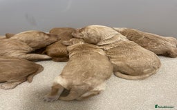 Cockapoo dogs for sale: Pra clear f1 cockpoo - Image 3