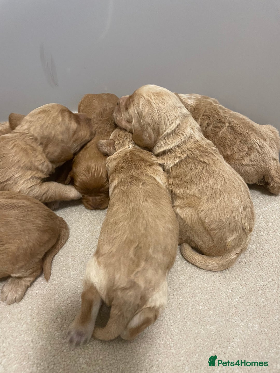 Cockapoo dogs for sale: Pra clear f1 cockpoo - Image 3