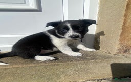 Border Collie dogs for sale: 6 border collie puppies  - Image 20