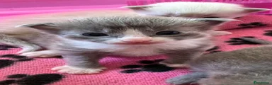 Ragdoll Kitten 2