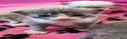 Ragdoll cats for sale: Stunning Ragdoll kittens Blue Colourpoint  - Advert 24
