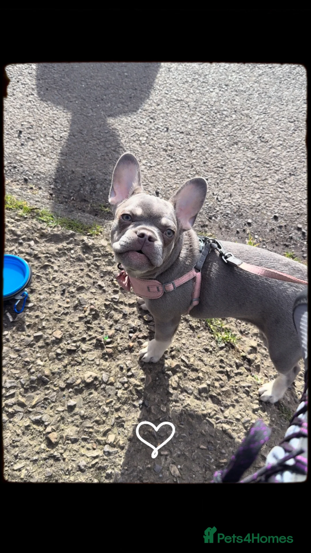 French Bulldog dogs for sale: Beautiful French Bulldog Puppy - Advert 5