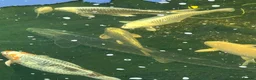 Koi Carp fish for sale: Various koi carp - Advert 9
