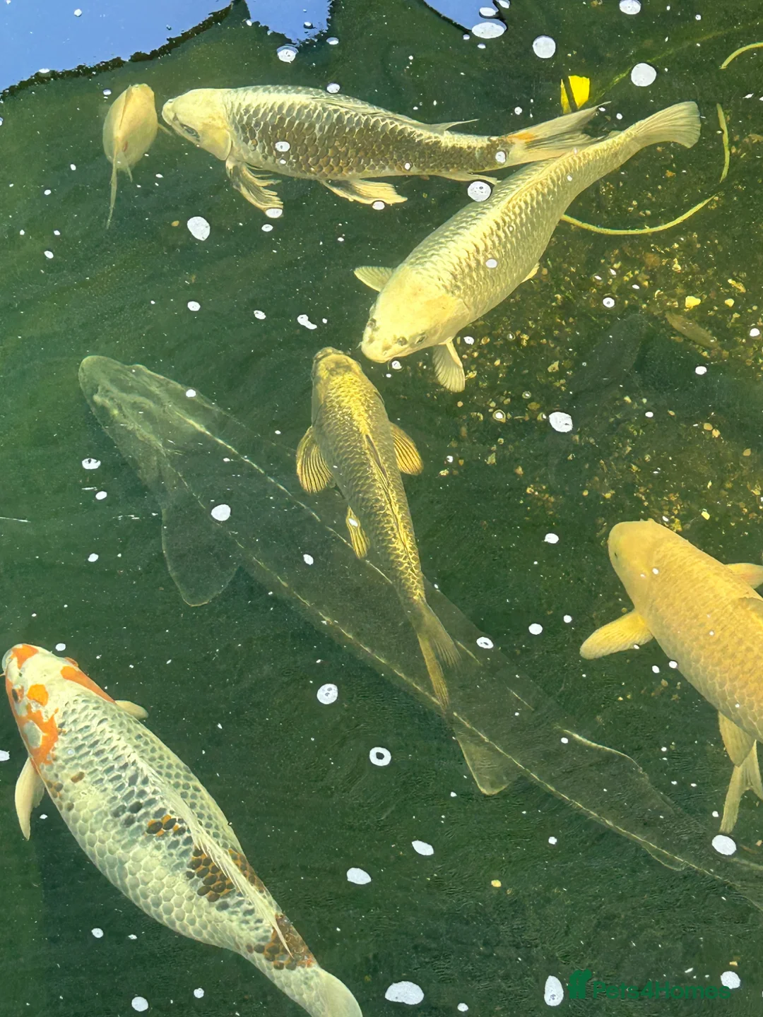 Koi Carp fish for sale: Various koi carp - Advert 9