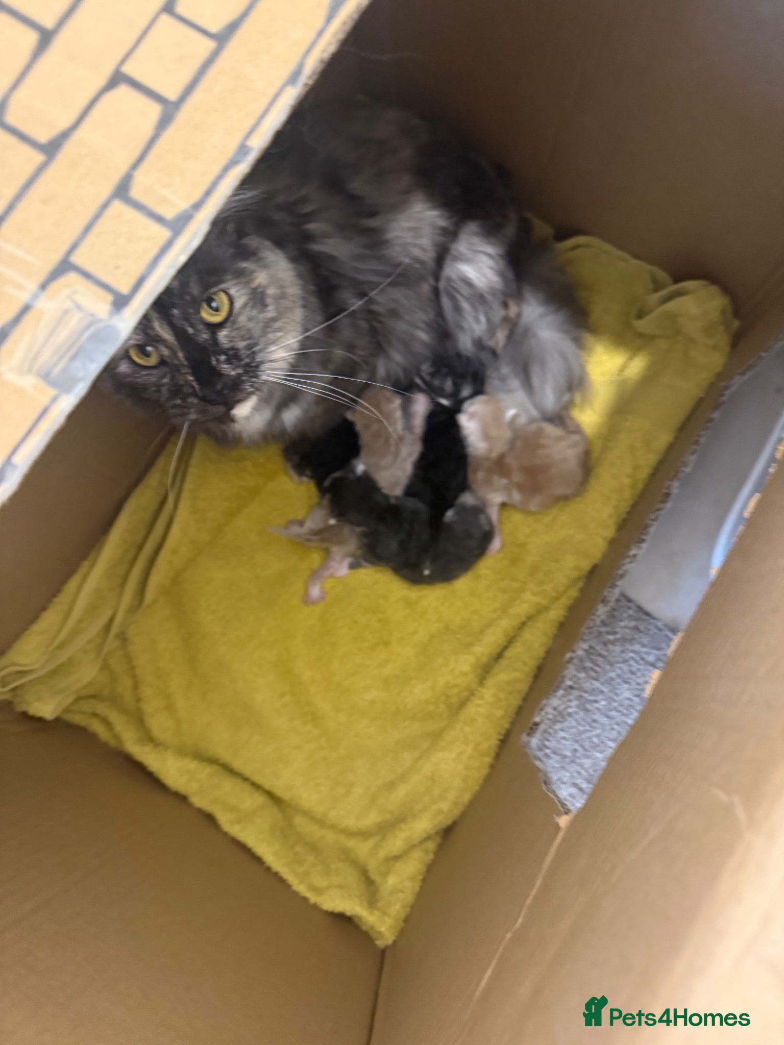 Maine Coon cats Purebred Maine Coon Kittens   - Advert 2