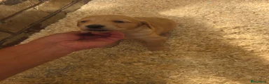 Golden Retriever Puppy 7