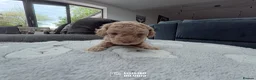 Cavapoo dogs for sale: Cavapoo Puppies – 3 Girls & 1 Boy for Loving Homes - Advert 4