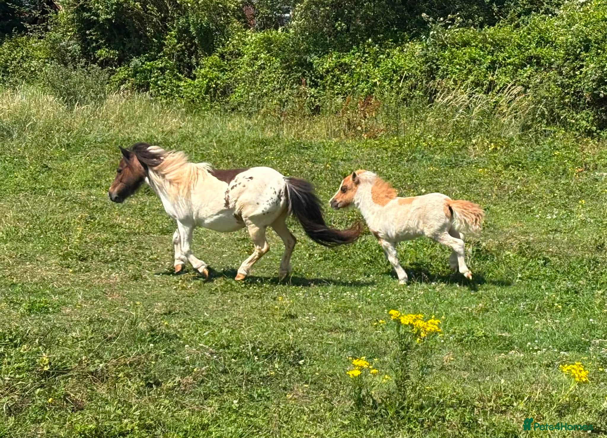 Shetland pony horses Shetland Mare and Filly foal - Advert 2