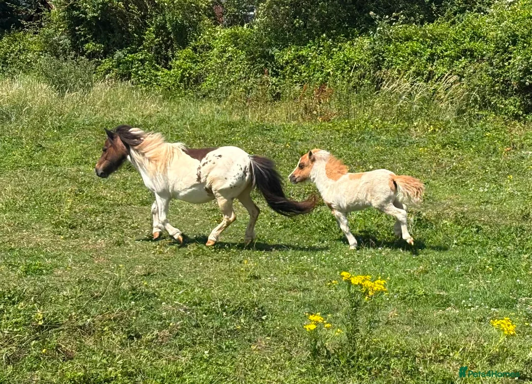 Shetland pony horses for sale: Shetland Mare and Filly foal - Advert 2
