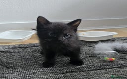 Mixed Breed cats for sale: Kittens  - Image 3