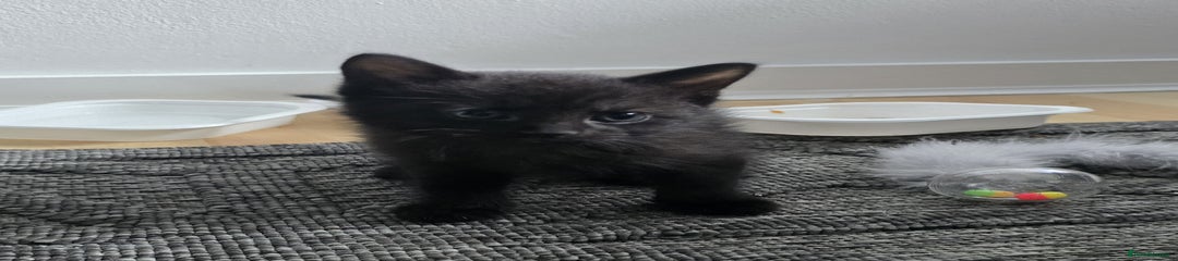 Mixed Breed Kitten 2