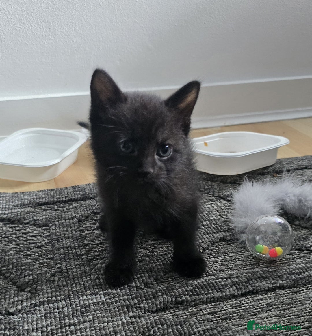 Mixed Breed cats for sale: Kittens  - Image 3