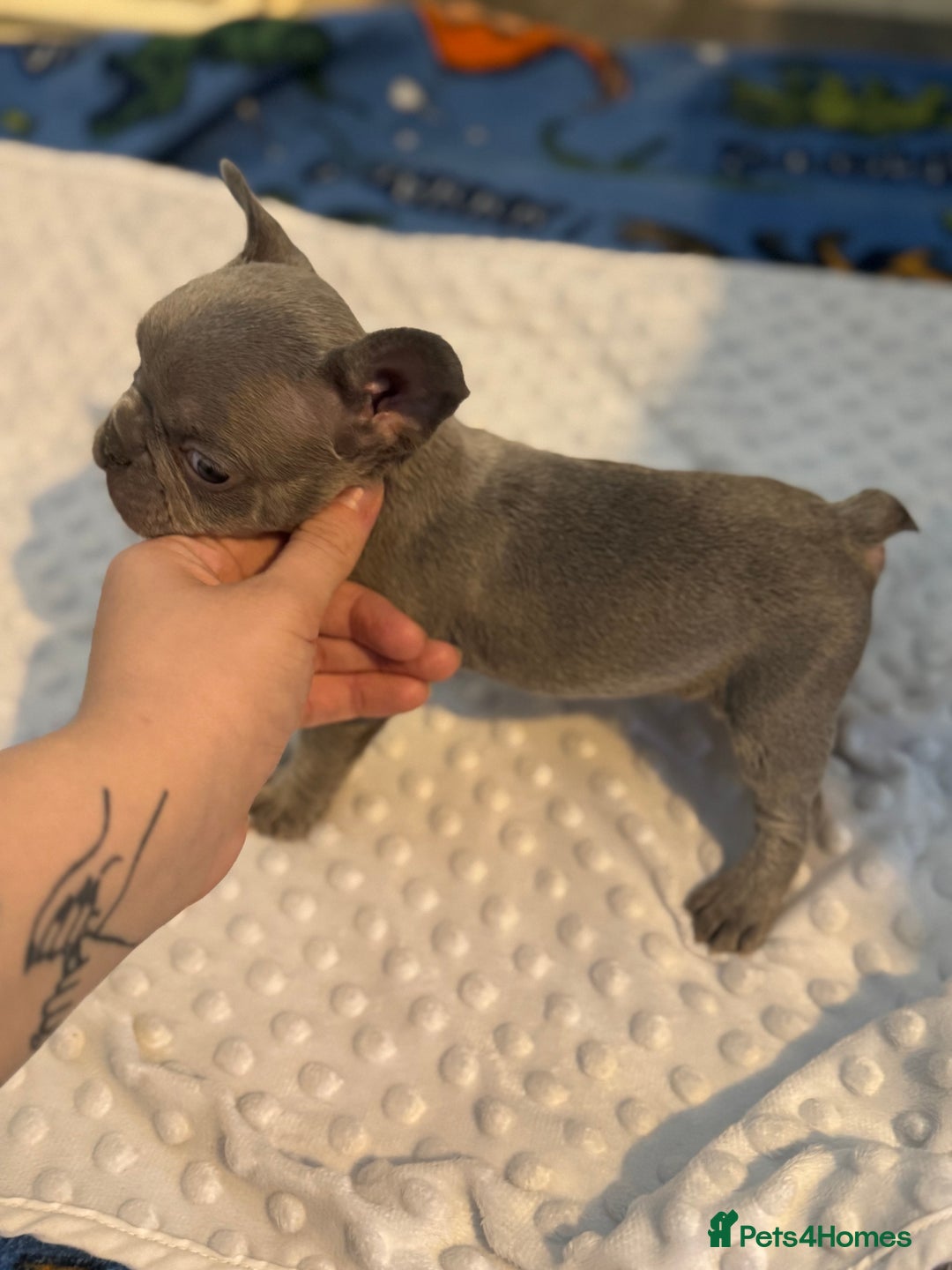 French Bulldog dogs for sale: 3 beautiful frenchie boys  - Image 6