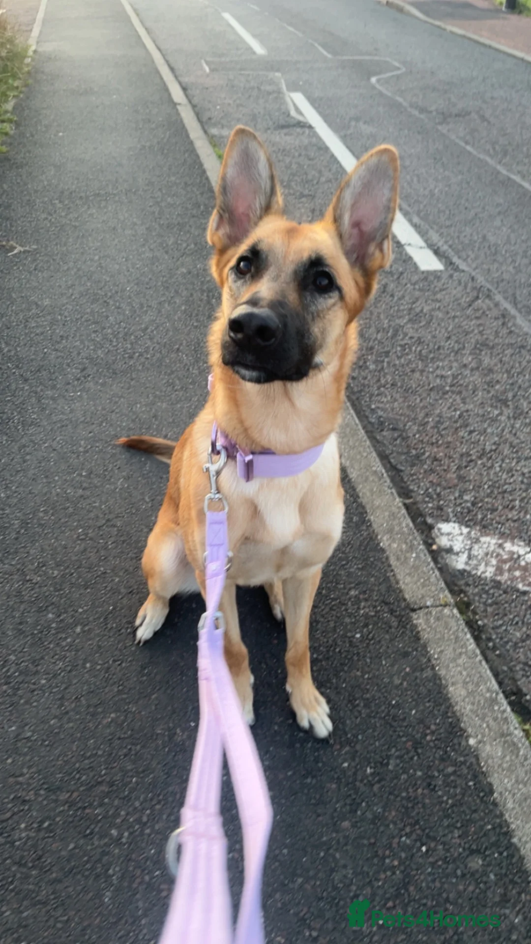German Shepherd dogs for sale: Free Female German shepherd / Lurcher 1 year old in Gateshead - Advert 2