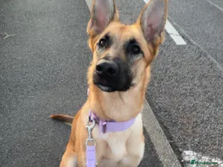 German Shepherd dogs Female German shepherd / Lurcher 1 year old - Advert 21