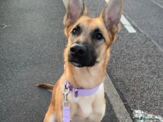 German Shepherd dogs Female German shepherd / Lurcher 1 year old - Advert 2