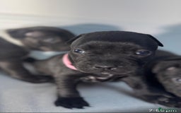 Staffordshire Bull Terrier dogs for sale: True Example Staffordshire bull Terrier Puppies KC - Image 22