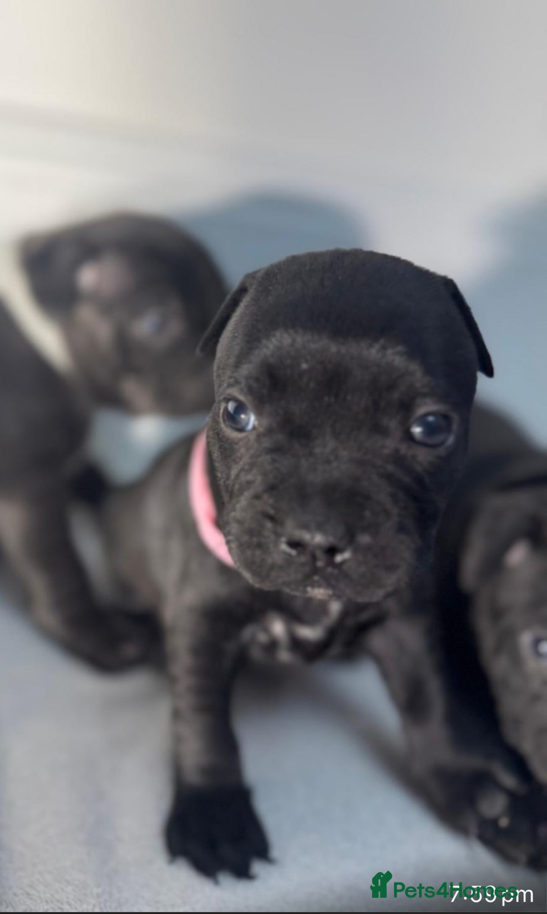 Staffordshire Bull Terrier dogs for sale: True Example Staffordshire bull Terrier Puppies KC - Image 22