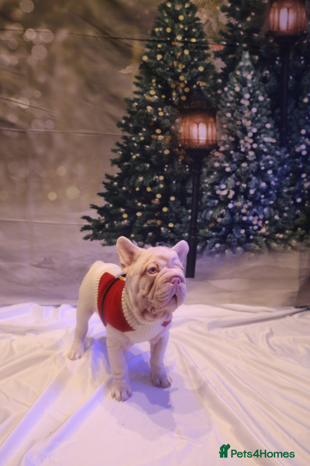 French Bulldog dogs for sale: Platinum Visual Pink French Bulldog Male - Advert 12