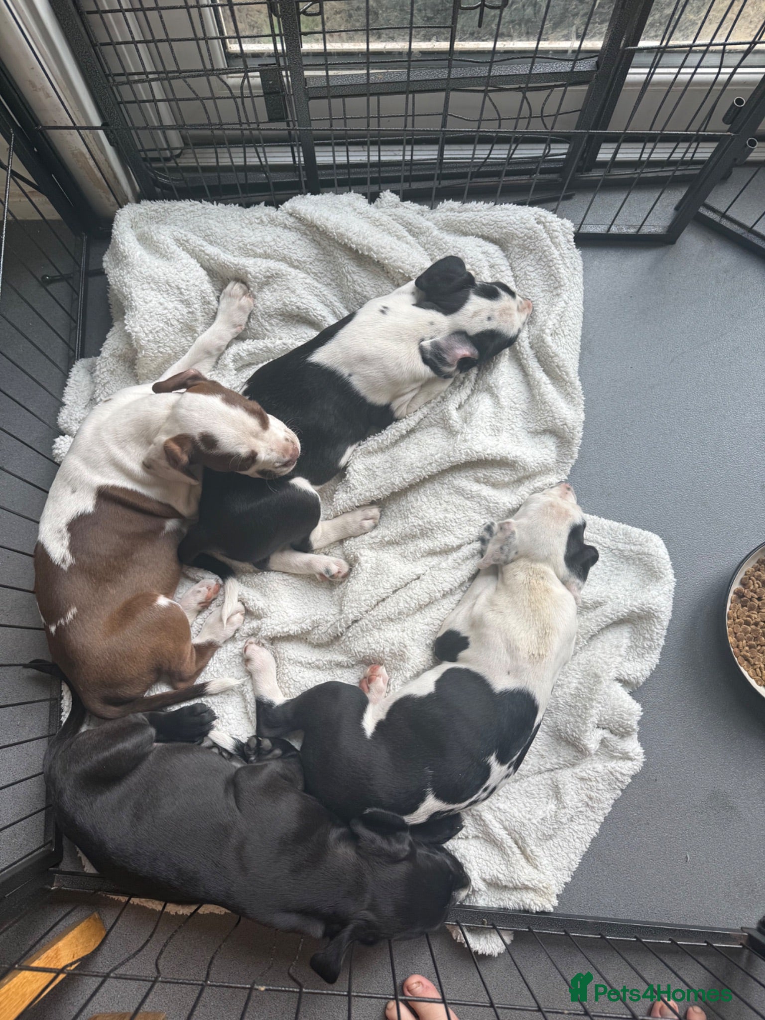Mixed Breed dogs Last 2 beautiful girls bully cocker spaniel 💖 - Advert 2