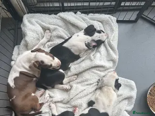 Mixed Breed dogs Last 2 beautiful girls bully cocker spaniel 💖 - Advert 2