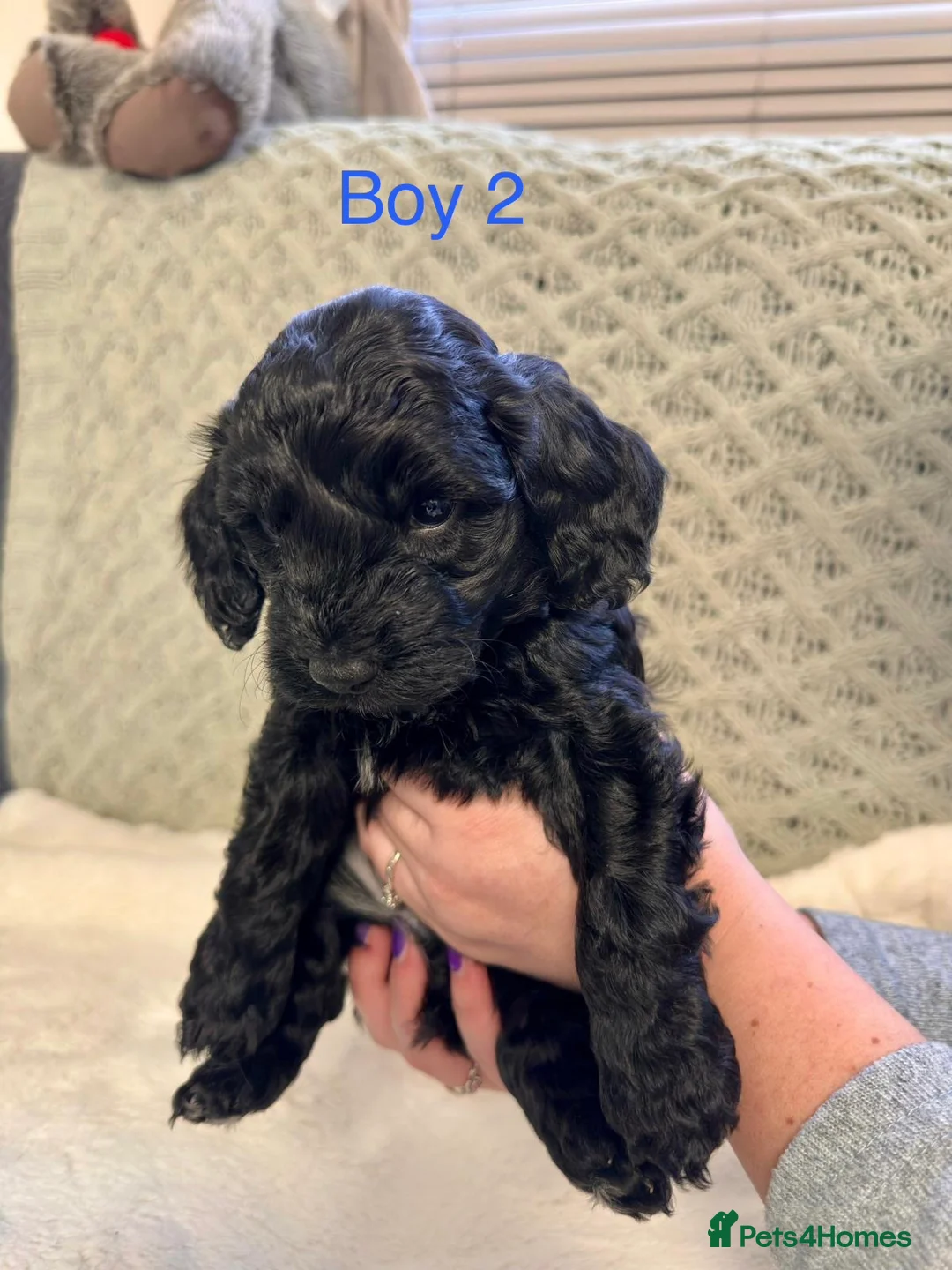 Cockapoo dogs for sale: Beautiful F2 Cockapoo Puppies - Advert 14