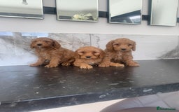 Cavapoo dogs for sale: Toy apricot Cavapoo puppies toy poodle - Image 1