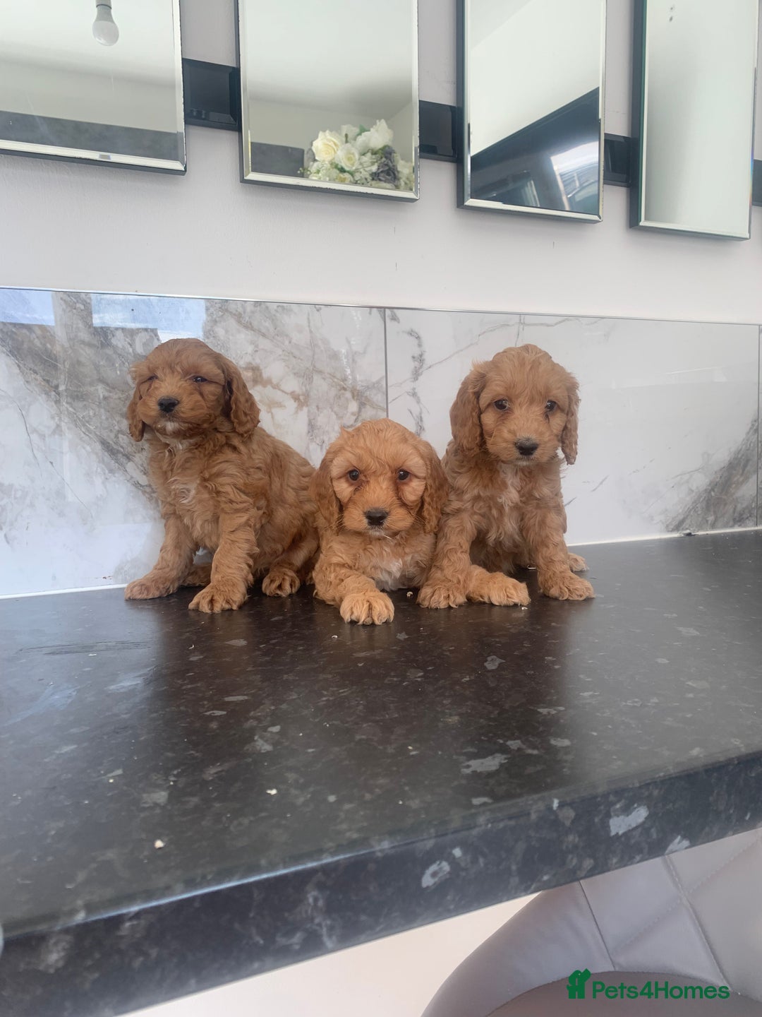 Cavapoo dogs for sale: Toy apricot Cavapoo puppies toy poodle - Image 1