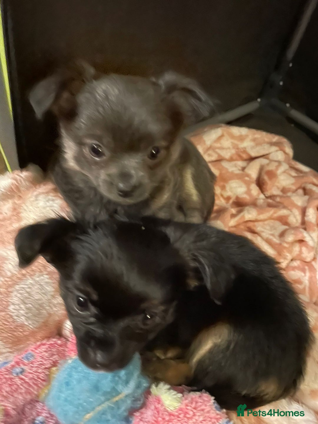 Chihuahua dogs for stud: Blue n tan small chihuahua stud carrying chocolate in Harpenden - Advert 12