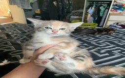 Mixed Breed cats for sale: 2 male 1female. Grey tabby, tabby, black and white - Image 6