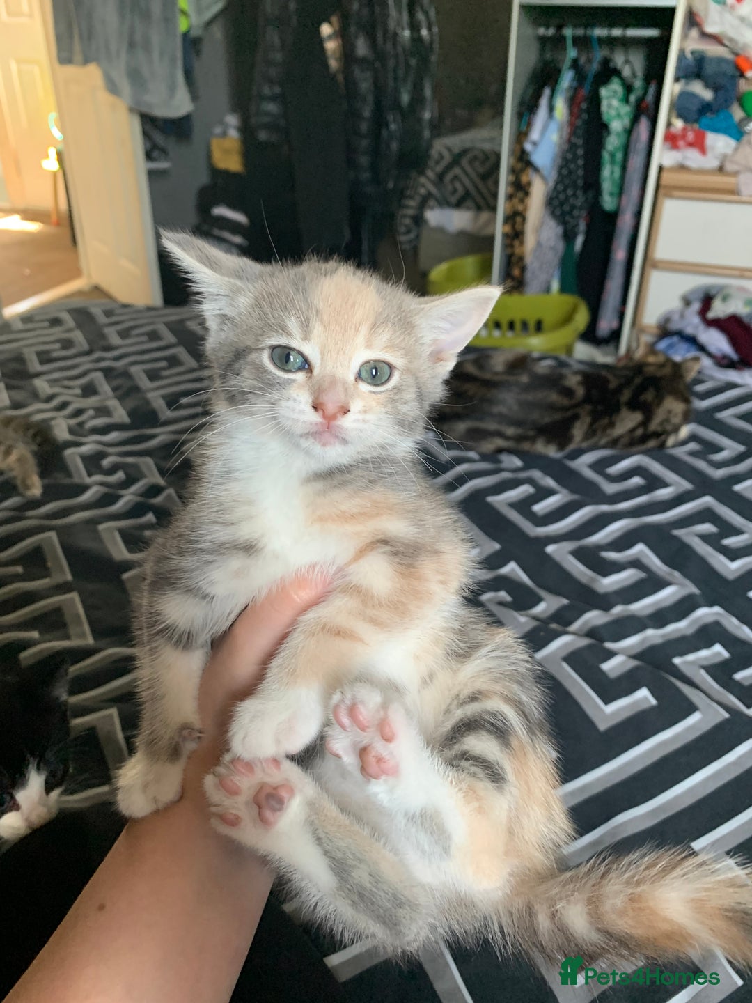 Mixed Breed cats for sale: 2 male 1female. Grey tabby, tabby, black and white - Image 6