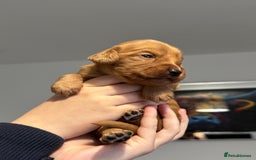 Cocker Spaniel dogs for sale: Red Cocker Spaniel Puppies - Image 27