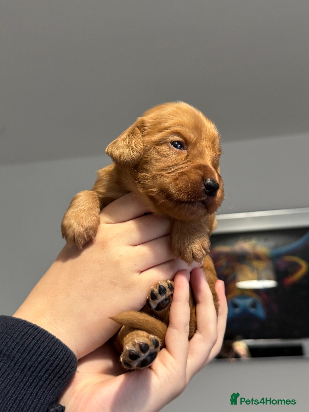 Cocker Spaniel dogs for sale: Red Cocker Spaniel Puppies - Image 27