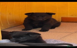 German Shepherd dogs for sale: GSD Puppies, straight back  - Image 7