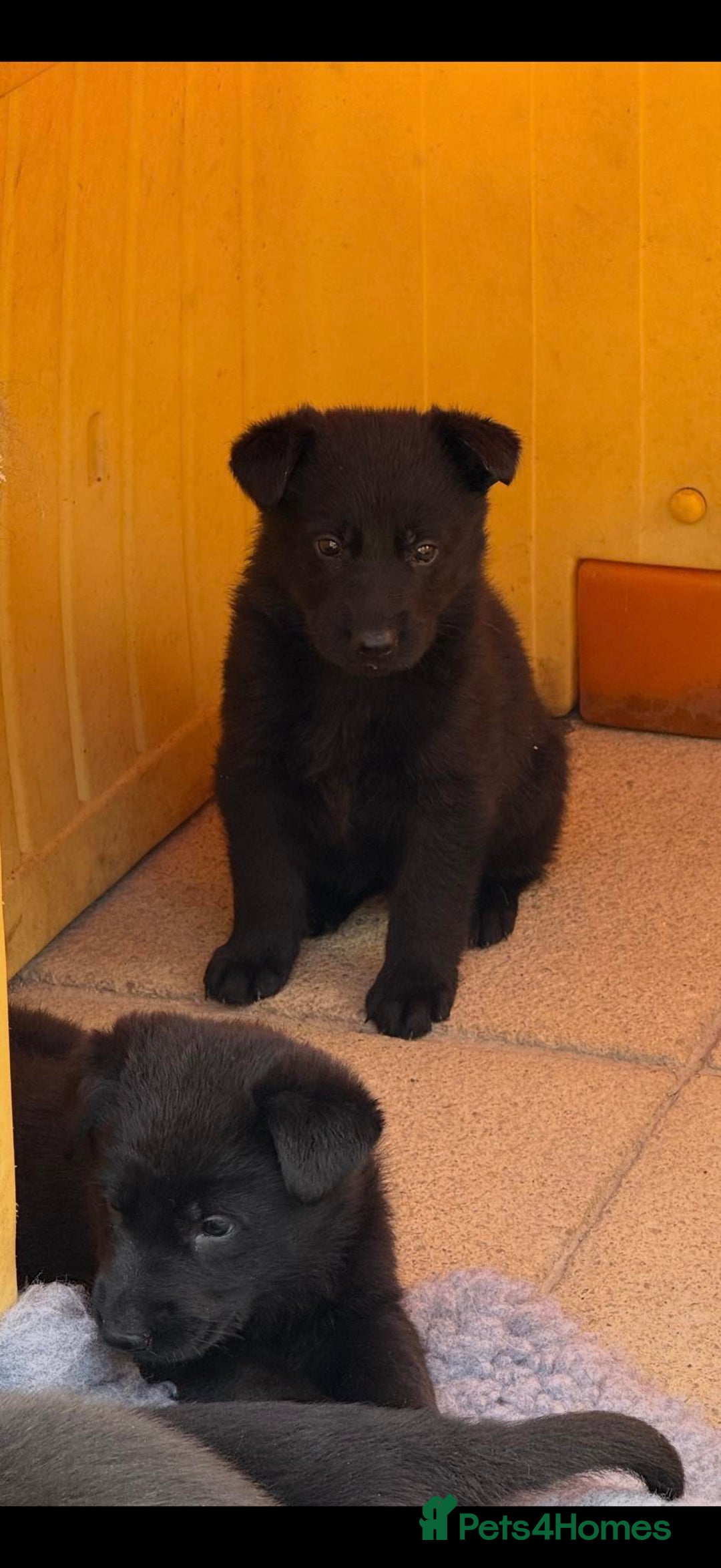 German Shepherd dogs for sale: GSD Puppies, straight back  - Image 7